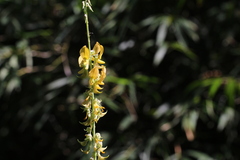 Crotalaria pallida