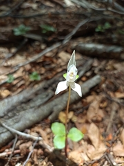 Codonorchis lessonii