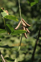 Crotalaria pallida