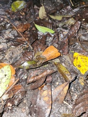 Natalobatrachus bonebergi