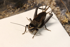 Teleogryllus occipitalis