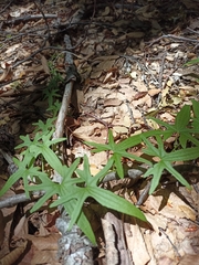 Dioscorea brachybotrya
