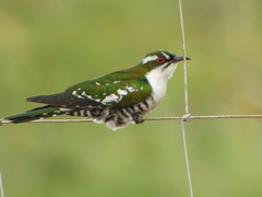 Chrysococcyx caprius