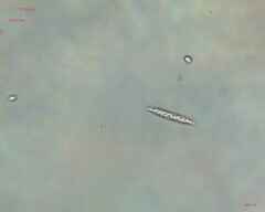 Chlorogonium
