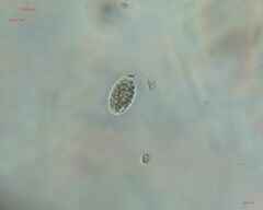 Chlamydomonadales