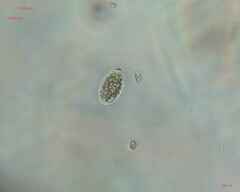 Chlamydomonadales