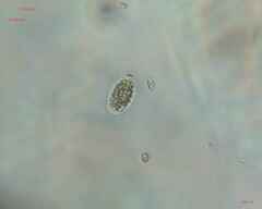 Chlamydomonadales