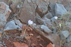 Crocus niveus