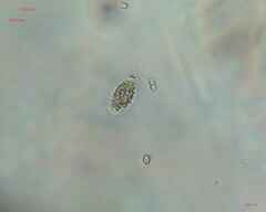 Chlamydomonadales