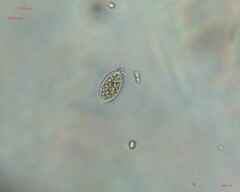 Chlamydomonadales