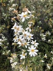 Chiliotrichum diffusum