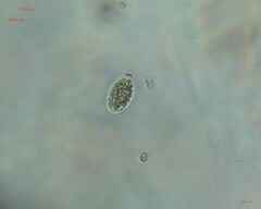 Chlamydomonadales