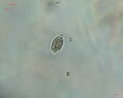 Chlamydomonadales