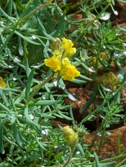 Linaria supina