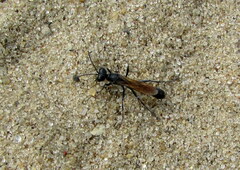 Ammophila sabulosa