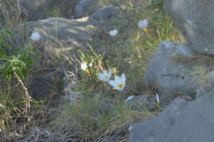 Crocus niveus