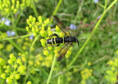 Tenthredo vespa