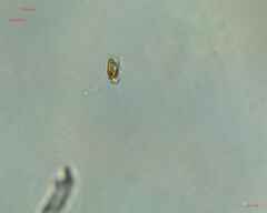 Bacillariophyceae