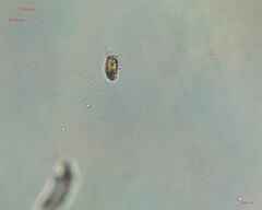 Bacillariophyceae