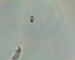 Bacillariophyceae