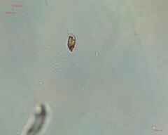 Bacillariophyceae