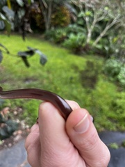 Afrotyphlops bibronii