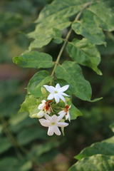 Jasminum multiflorum