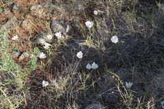 Crocus niveus