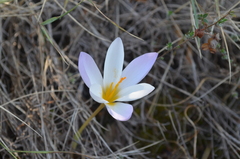 Crocus niveus