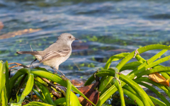 Serpophaga nigricans