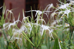 Hymenocallis littoralis