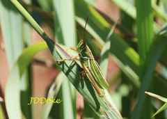 Staleochlora viridicata