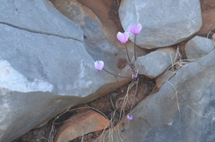 Cyclamen graecum