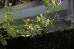 Lonicera japonica