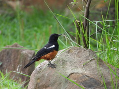 Thamnolaea cinnamomeiventris