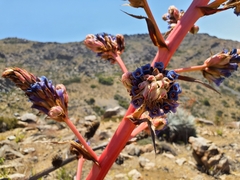 Puya coerulea