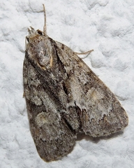 Acronicta strigosa