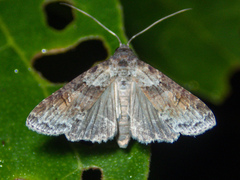Stictopterinae