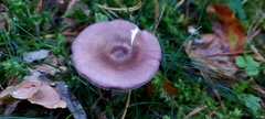 Russula caerulea