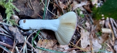 Russula caerulea