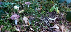 Russula caerulea