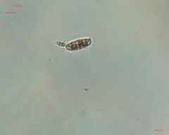 Bacillariophyceae