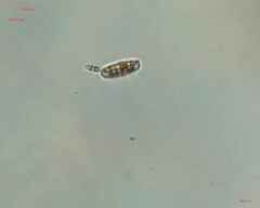 Bacillariophyceae