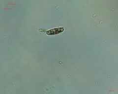 Bacillariophyceae