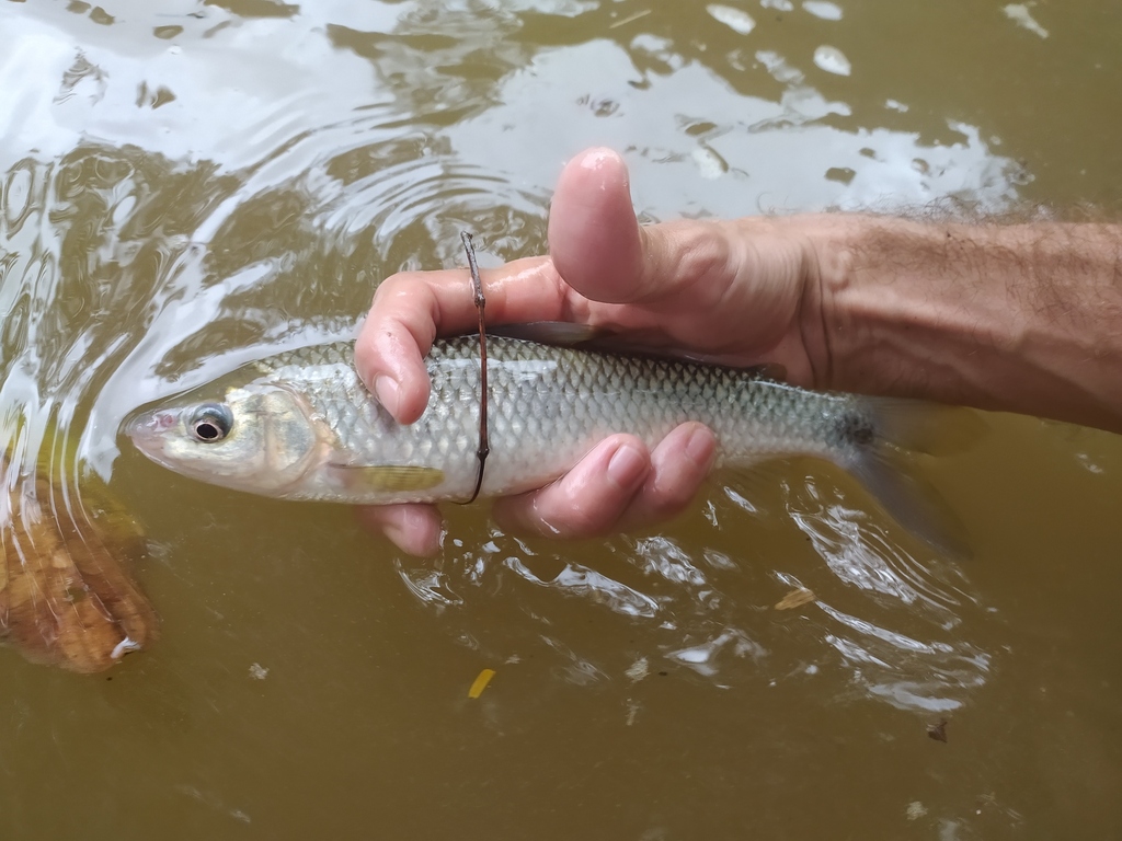 Magdalena leporinus (Leporinus muyscorum) — Anostomidae