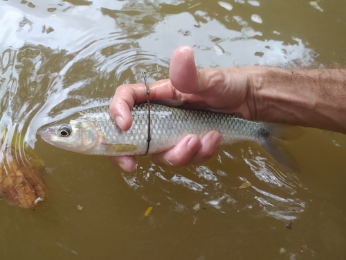 Magdalena leporinus (Leporinus muyscorum) — Anostomidae