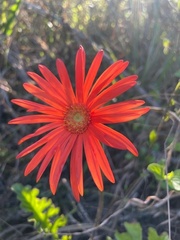 Gerbera jamesonii