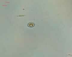 Cocconeis