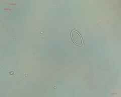 Cocconeis