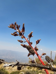 Puya coerulea